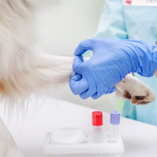 ВЕТЕРИНАРИЯ